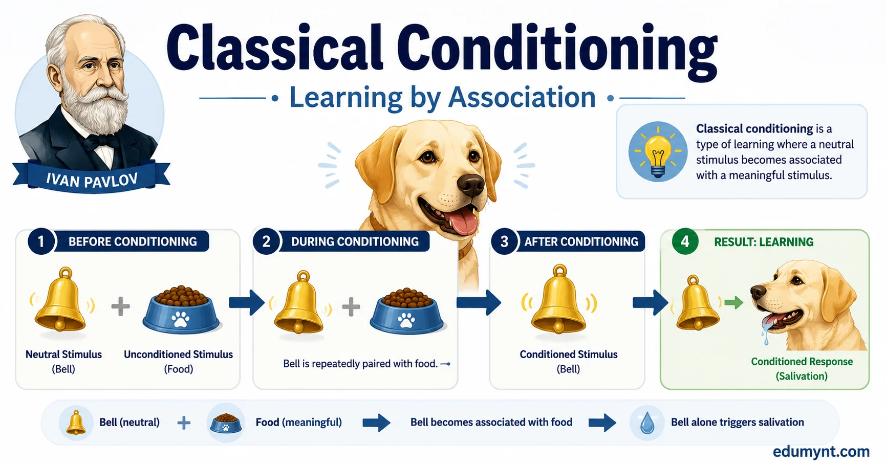 Illustration of Pavlov's dog experiment showing how a bell becomes associated with food through classical conditioning